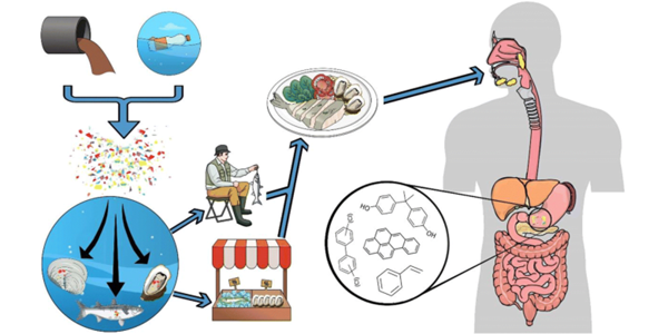 Understanding The Health Impacts Of Microplastics On The Human Body
